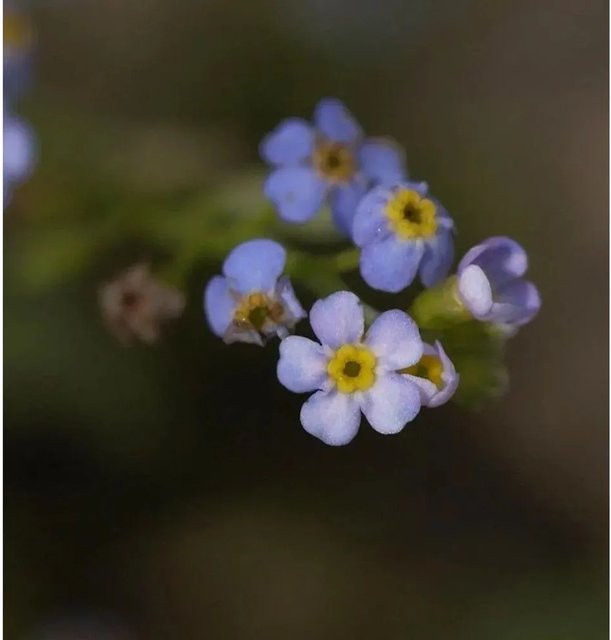 Sumpfvergißmeinnicht Myosotis palustris blaue Wasserpflanze für Bach- und Teichränder von Nr-01.de - Bild 1