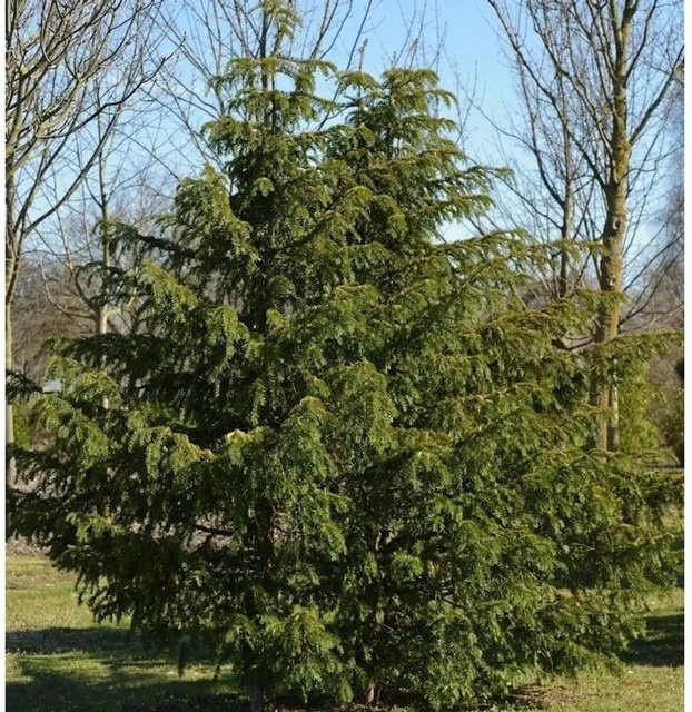 Grüne Adlerschwingeneibe Taxus baccata Dovastoniana von Nr-01.de für deinen Garten - Bild 1