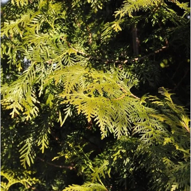 Thuja occidentalis Brabant Lebensbaum als grüne Heckenpflanze von Die Nr-01.de, Höhe: 100-125 cm - Bild 1