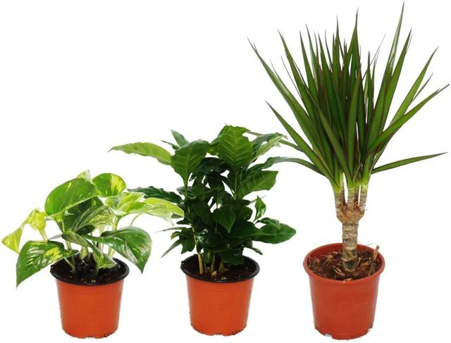 Exotenherz Zimmerpflanzen Trio Set mit drei unterschiedlich hohen grünen Foliage-Pflanzen für den Innenbereich - Bild 1