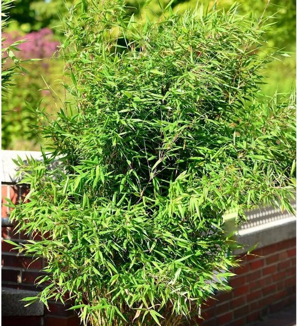 Fargesia Jiuzhaigou Honey Guide Gartenbambus als grüne Heckenpflanze, Höhe: 100-125 cm - Bild 1