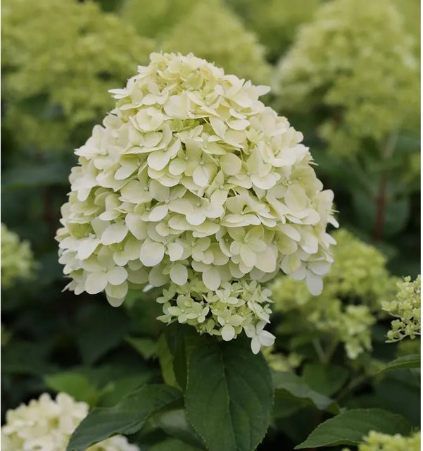 Rispenhortensie Limelight Hydrangea paniculata weiß Nr-01.de Höhe: 80-100 cm - Bild 1