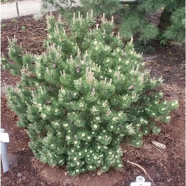 Strauchkiefer Laurin Pinus mugo in Grün von Nr-01.de (Topfgröße 15-20 cm) - Bild 1