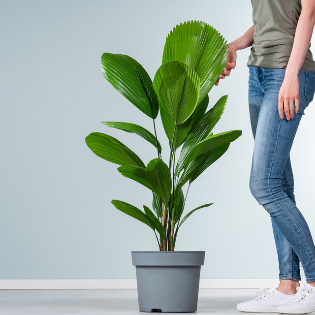 Strahlenpalme Licuala grandis von BLUME2000, grüne Zimmerpflanze für halbschattige Standorte - Bild 1