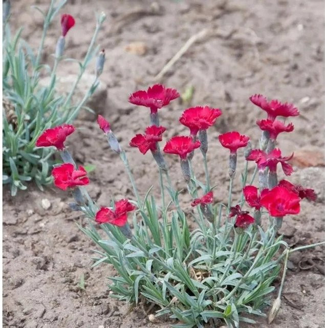 Pfingstnelke Rubin Dianthus gratianopolitanus rote Staude als Bodendecker für Steingarten und Naturgarten - Bild 1