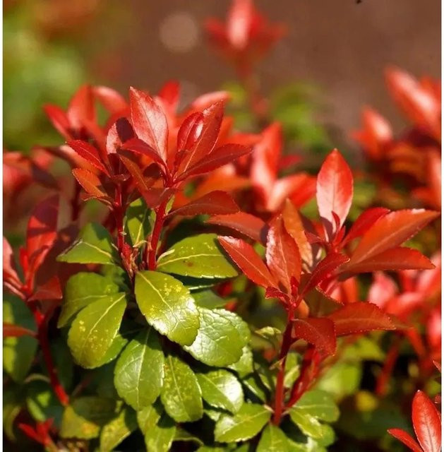 Pieris japonica Lavendelheide Little Heath Green Schattenglöckchen Heckenpflanze für den Garten - Bild 1
