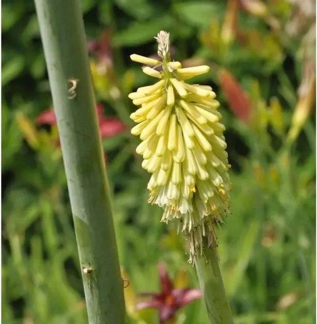 Kniphofia citrina Zitronen Fackellilie gelbe Beetpflanze als Solitärpflanze oder Schnittblume - Bild 1
