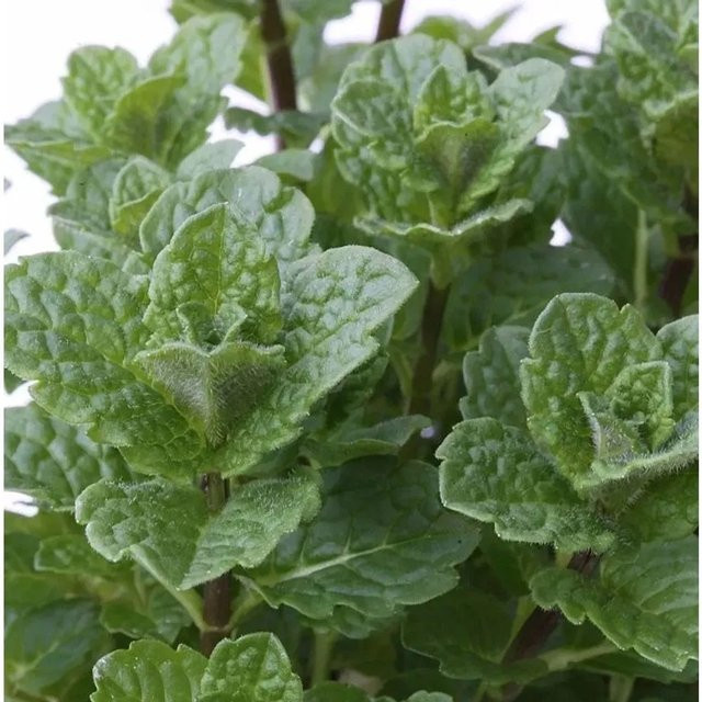 Spanische Grüne Minze Mentha spicata von Nr-01.de als grüne Staude im Topf - Bild 1
