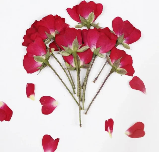 60 Stück getrocknete rote chinesische Rosen als gepresste Blumen für DIY Schmuck, Lesezeichen und Bastelarbeiten von DRtrade - Bild 1