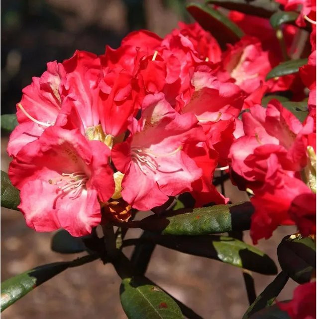 INKARHO Rhododendron Priscilla Alpenrose in Pink, Topfgröße 25-30 cm - Bild 1