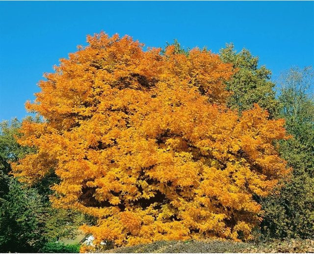 Sorbus Domestica Speierling seltene Wildobstart von Pflanzen für dich, Höhe: 100–125 cm - Bild 1