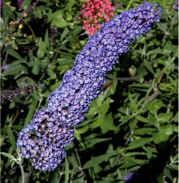Sommerflieder Buddleja Nanho Blue in Blau und Violett, Höhe: 100-125 cm - Bild 1