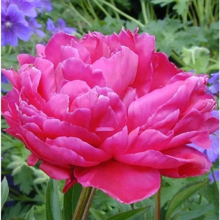 Pfingstrose Rosea Plena Paeonia officinalis pink von Die Nr-01.de als mehrjährige Gartenpflanze