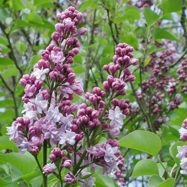 Edelflieder Michel Buchner Syringa vulgaris von Arborix in den Farben Pink, Lila und Weiß, Höhe: 40 bis 60 cm, im Container - Bild 1