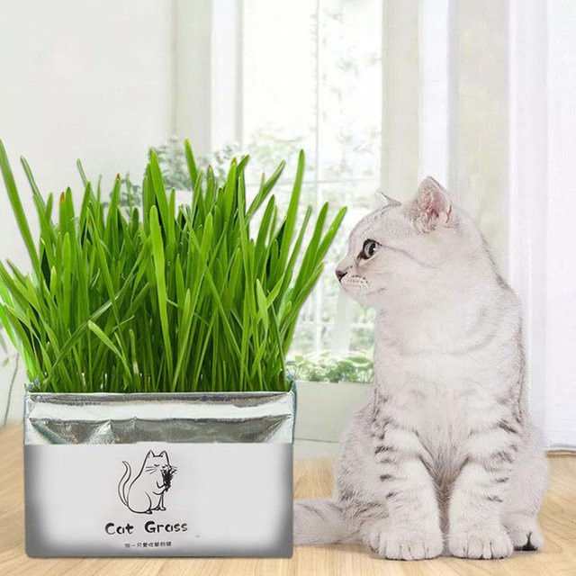 RUI RUI YU 4 Katzengras Samen zur Reinigung der Mundhöhle für Katzen, Rye Grass ohne Erde für Hydrokultur, 70 g - Bild 1