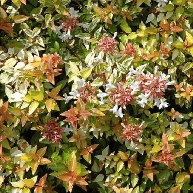 Arborix Abelia grandiflora 'Kaleidoscope' Kompakter Zierstrauch, mehrfarbig mit weißen Blüten, Höhe: 50 bis 60 cm - Bild 1