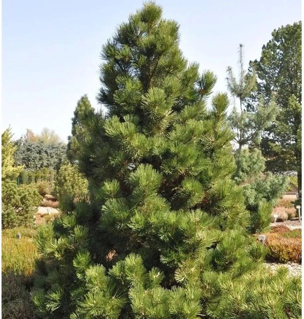 Bosnische Zwergkiefer Malinki Pinus leucodermis, grün, Höhe: 25-30 cm - Bild 1