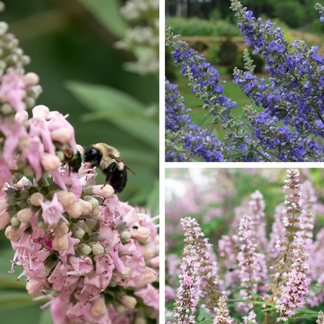 Pflanzen-Set Vitex-Mix mit 4 bunten Pflanzen - Bild 1