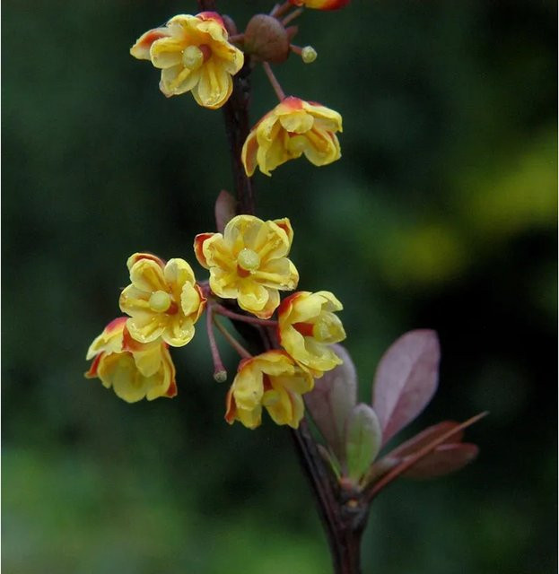 Berberis thunbergii Red Chief Ziergehölz Heckenpflanze in Rot, Höhe: 40-60 cm - Bild 1