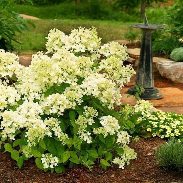 Rispenhortensie Mont Blanc Hydrangea paniculata in Weiß, Nr-01.de, Höhe: 30-40 cm - Bild 1