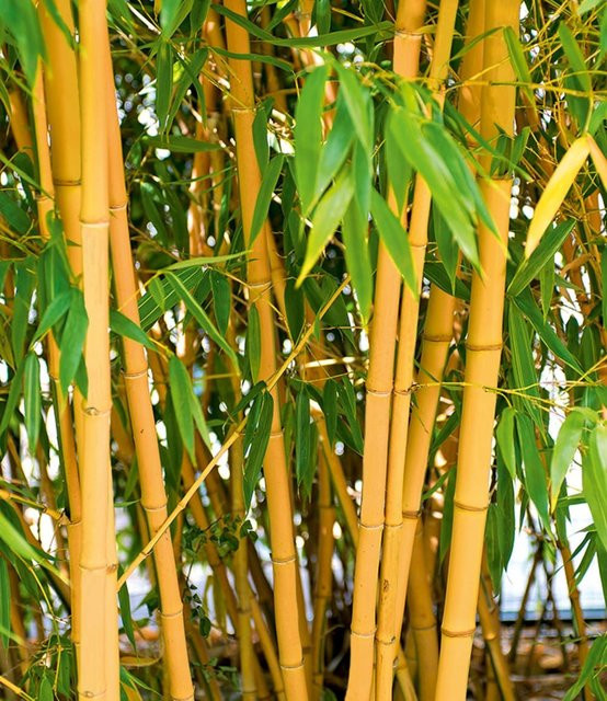 Goldener Peking Bambus - Bild 1