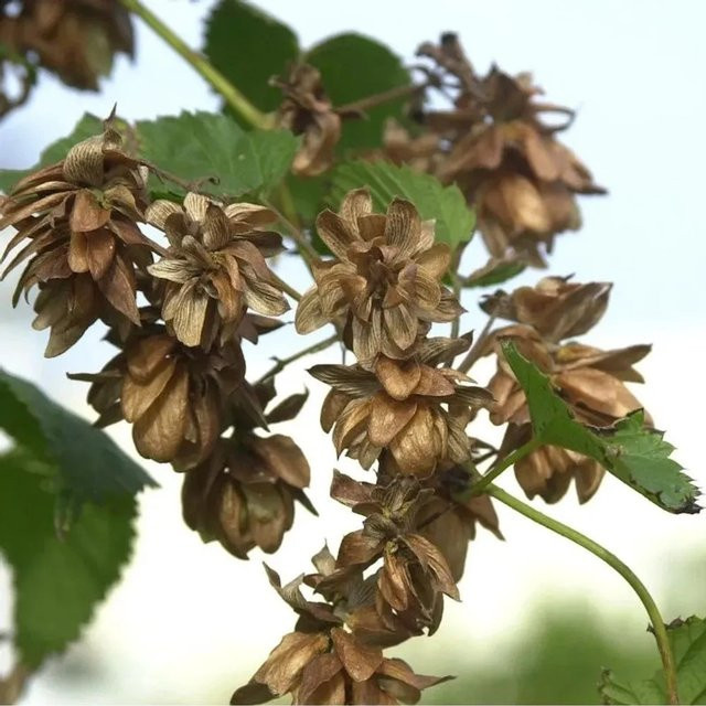 Hopfen Humulus lupulus Rankpflanze von Nr-01.de, Höhe: 40-60 cm - Bild 1