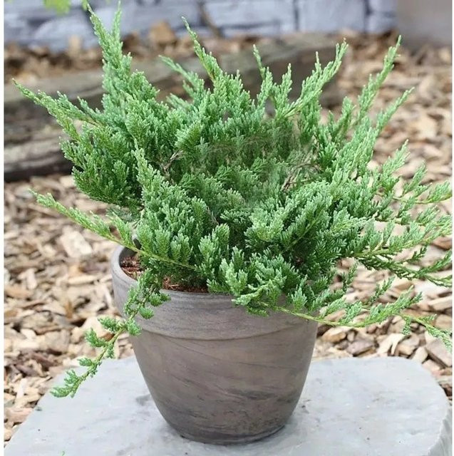 Blauer Kriechwacholder Blue Chip Juniperus horizontalis Bodendecker in Blau und Grün, Höhe: 30 cm - Bild 1