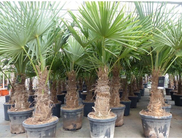 5 Stück winterharte Trachycarpus fortunei Hanfpalmen XXL, Höhe: 180 cm, Grünwaren - Bild 1