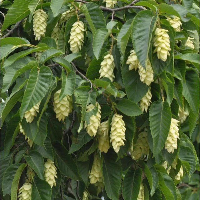 Gemeine Hopfenbuche Ostrya carpinifolia von Nr-01.de, Höhe: 100-125 cm, grün - Bild 1
