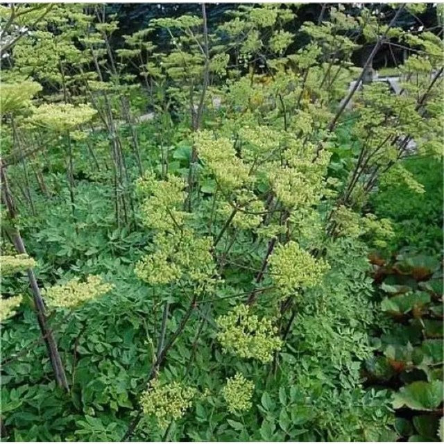 Peucedanum verticillare Riesen Haarstrang Stauden für den Garten in Grün - Bild 1