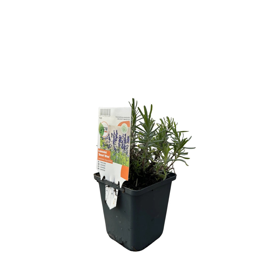 GROW by OBI Lavendel Dwarf Blue Violett Lavandula angustifolia Stauden im Topf - Bild 2