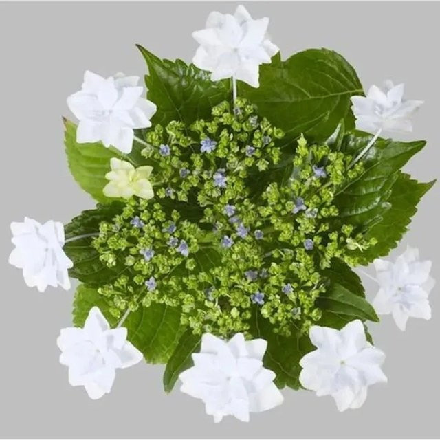 Bauernhortensie Fireworks White Hydrangea macrophylla Gartenpflanze von Die Nr-01.de - Bild 1