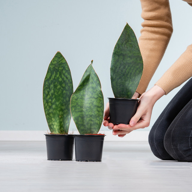 3er Set Bogenhanf Sansevieria Congo von BLUME2000, grüne Zimmerpflanze für Büro oder Badezimmer - Bild 1