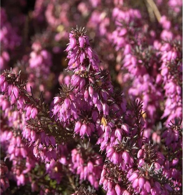 10x Winterheide Challenger Erica carnea in Pink, winterharte Staude für den Balkon - Bild 1