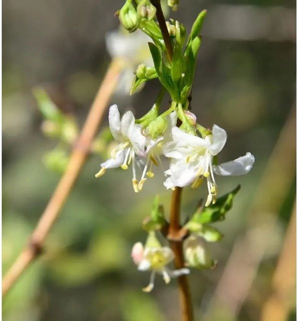 Wohlriechende Heckenkirsche Sweet Caroline Lonicera fragrantissima als Zierstrauch für den Garten, Höhe: 100-125 cm - Bild 1