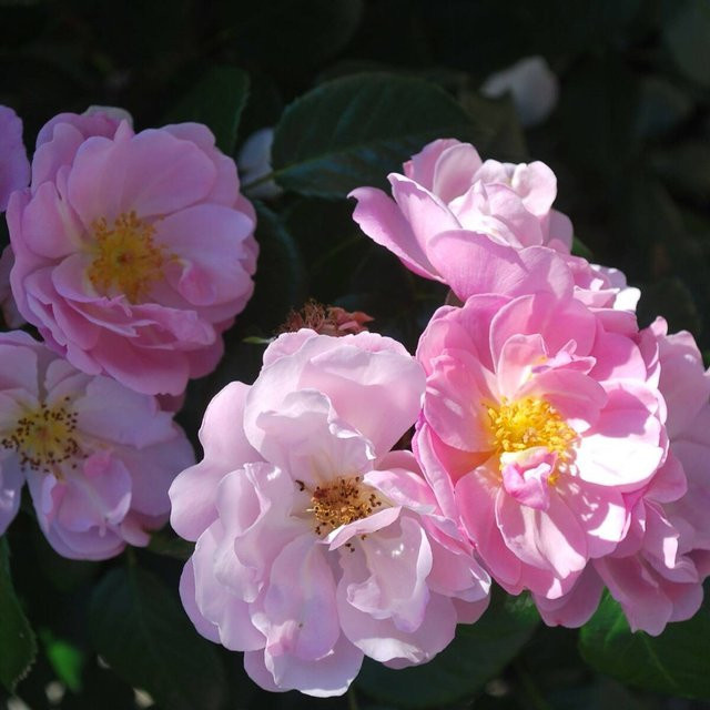 Strauchrose Ballerina in Rosa und Weiß von Mein schöner Garten Shop - Bild 1