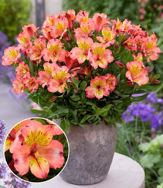 Winterharte Alstromeria Incalys Salmon im 12 cm XL-Topf - Bild 1