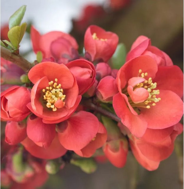 Zierquitte Cido Red Chaenomeles als rote Heckenpflanze für den Garten, Höhe: 40-60 cm - Bild 1