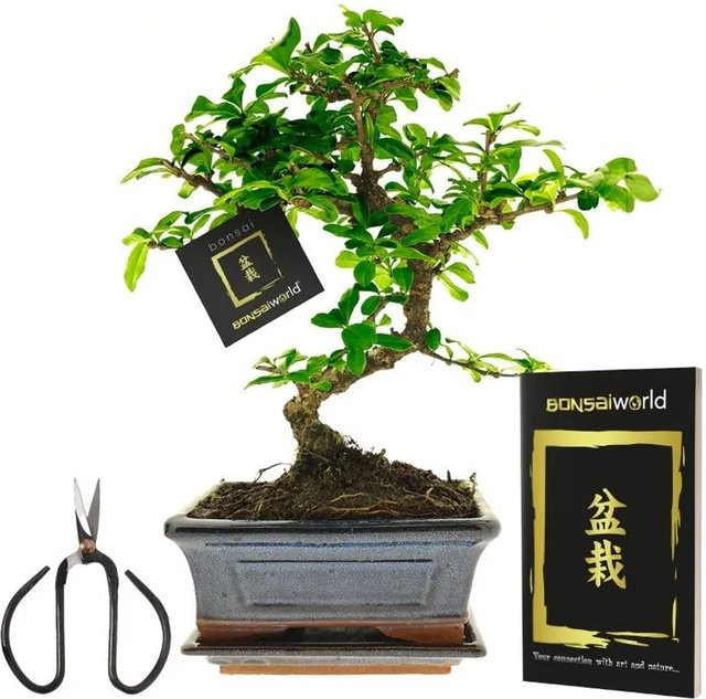 Vdvelde Bonsai Baum in S Form mit Keramiktopf und Schere, immergrüne Zimmerpflanze in Grün - Bild 1