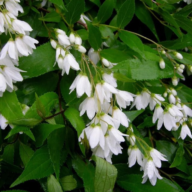 Arborix Sternstrauch Nikko Deutzia gracilis mit weißen Blüten im Container - Bild 1