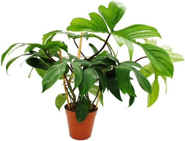 Exotenherz Philodendron Florida Beauty Green Zimmerpflanze im 15 cm Topf