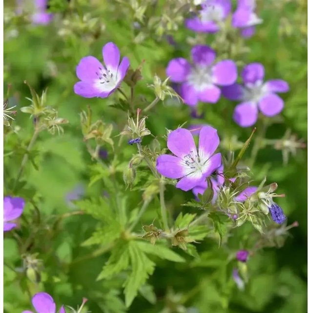 Geranium sylvaticum Waldstorchschnabel Stauden von Nr-01.de - Bild 1