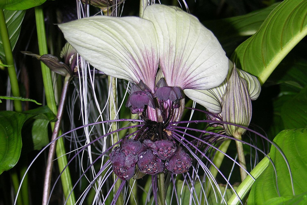 SAFLAX Geschenkset Giant Bat Flower White Tacca nevia white mit 10 Samen, Blumenerde, Karte und Etikett - Bild 3