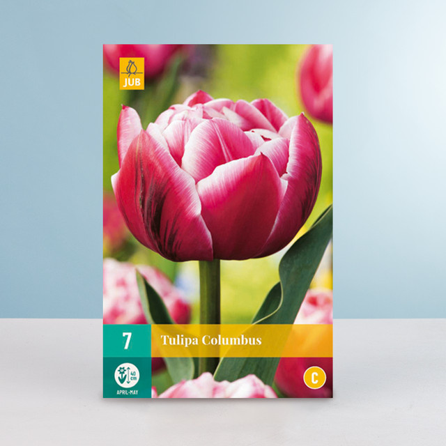 BLUME2000 Tulpenzwiebeln Gefüllte frühe Tulpe Columbus mit 7 Zwiebeln - Bild 1