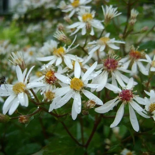 6er Set Arborix Schleier-Aster Silver Spray Aster cordifolius als Herbstblüher im Topf 9cm, Silber-Weiß-Blau - Bild 1