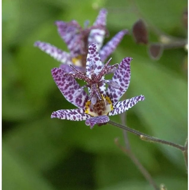 Japanische Krötenlilie Tricyrtis hirta lila mehrjährige Gartenpflanze im Topf - Bild 1