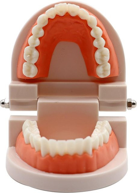 Yiran Health & Beauty Dentalzahnmodell Standardzähne, 1 Stück - Bild 1