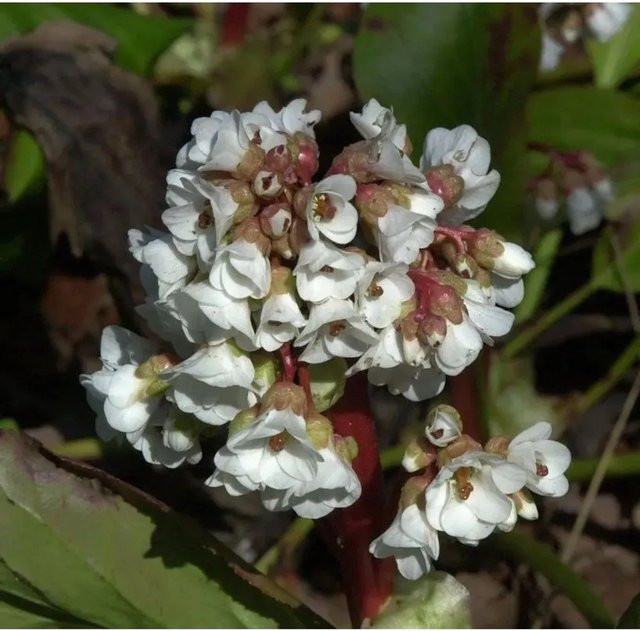 Bergenia Silberlicht Bergenia cordifolia Bodendecker als Zierpflanze für den Staudengarten und Steingarten in Silber - Bild 1