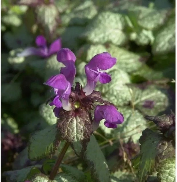 Lamium maculatum Waldnessel Beacon Silver Bodendecker - Bild 1