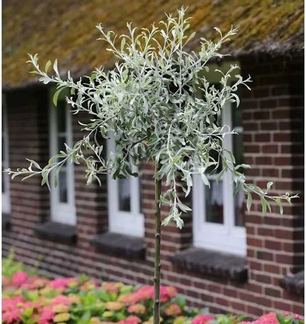 Nr-01.de Wildbirne Pyrus salicifolia Pendula Hochstamm als Hängender Obstbaum, Höhe: 100-125 cm - Bild 1